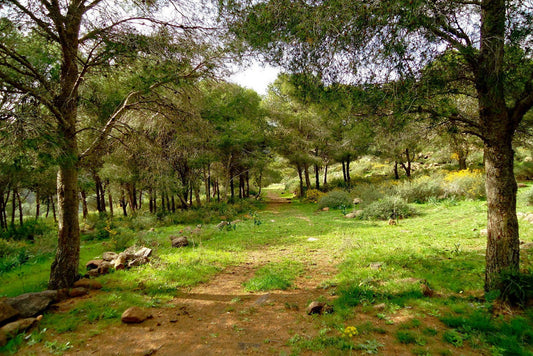 From Maâmora Forest to Your Daily Practice